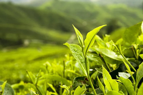 祁门红茶的知名品牌_历口祁门红茶的历史文化