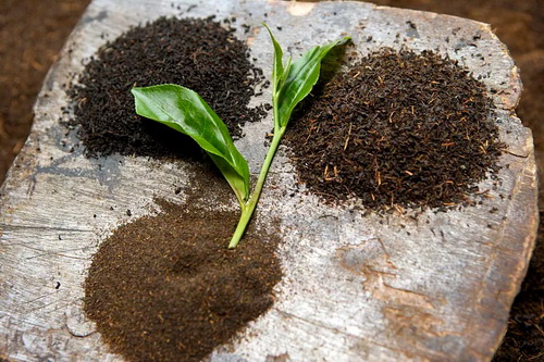 茶的发酵与醉茶有关吗_不同山头原料发酵的熟茶