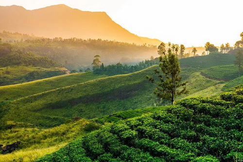 茶叶评审方式_六安市2014年度财政预算支持茶产业发展项目通过专家评审_茶产业发展