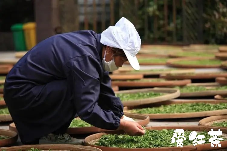 九曲红梅茶鉴别方法 非常受欢迎的中国传统红茶