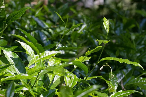 茶树的鲜叶管理_茶叶的加工俗语