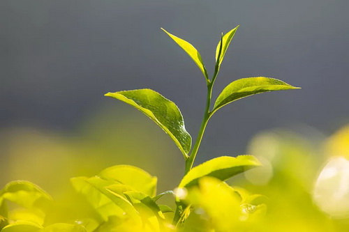 黄大茶品质特点_蒙顶黄芽的功效特点