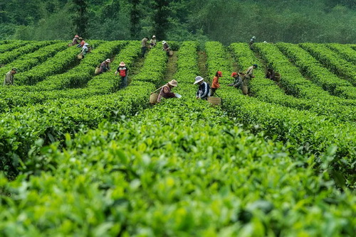 中国比较有名的茶叶品牌_陕西地理标志特产茶叶大全