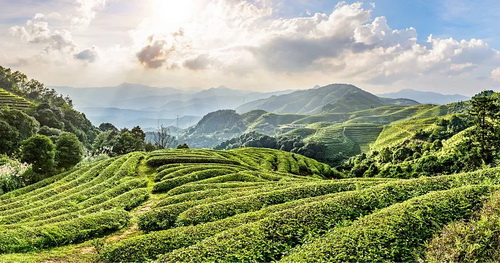 红茶绿茶国家标准_崂山绿茶驰名商标