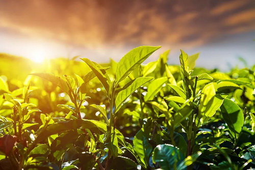 多喝绿茶有防癌作用_绿茶的防癌与抗癌的效果作用