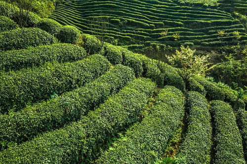 碧螺春是红茶还是绿茶_黑茶属绿茶还是红茶